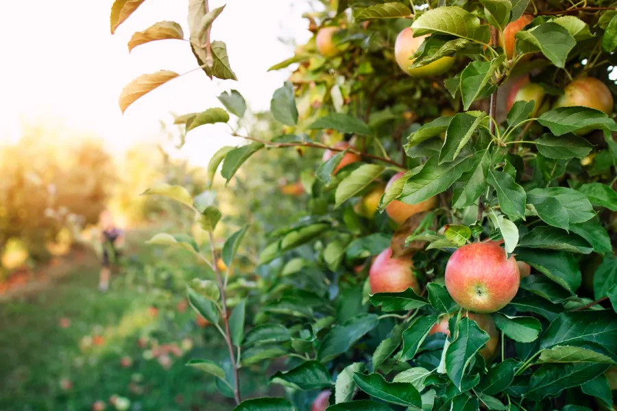 Svensk hantverkscider på uppgång