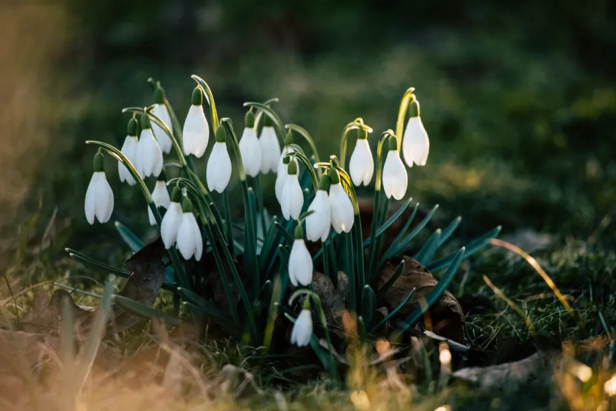 Vår i sikte - vintips för helgen 1 mars