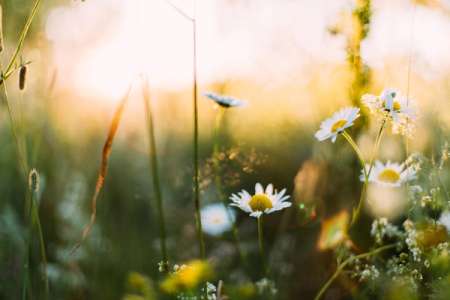 Midsommartips - prisvärda viner för midsommarhelgen