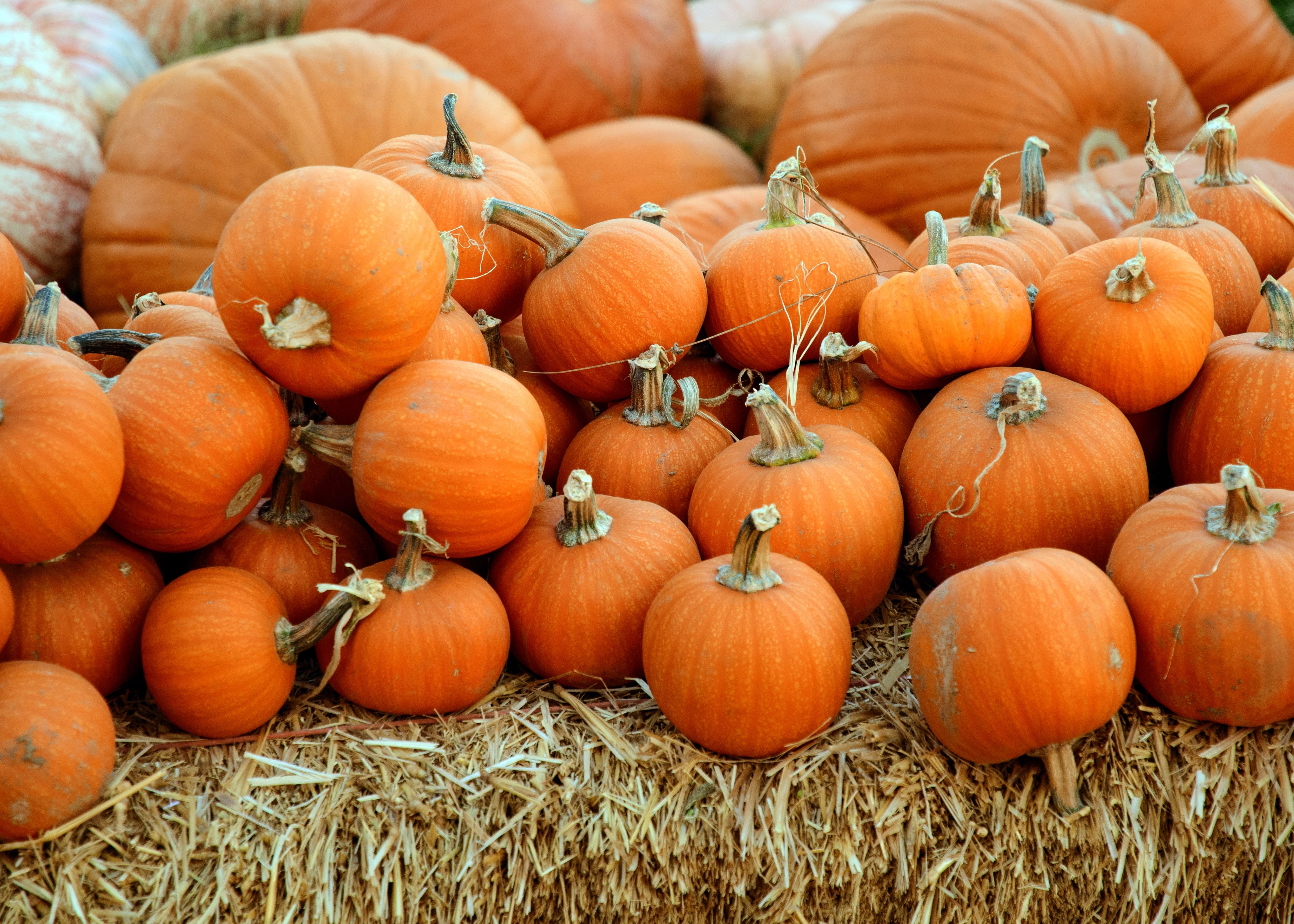 Utvalda viner för Halloween 