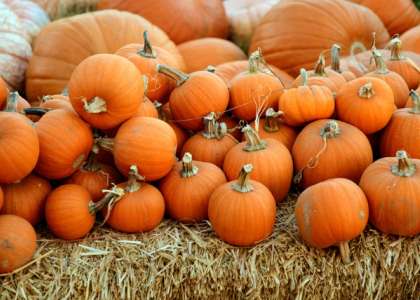 Utvalda viner för Halloween