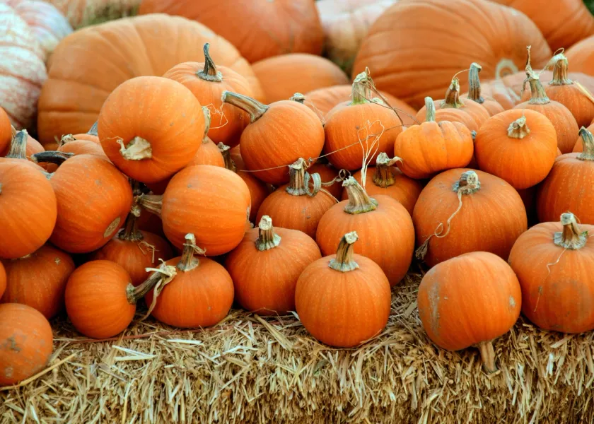 Utvalda viner för Halloween